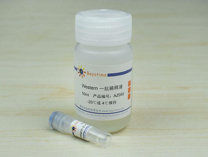 Integrin β1/CD29 Rabbit Polyclonal Antibody